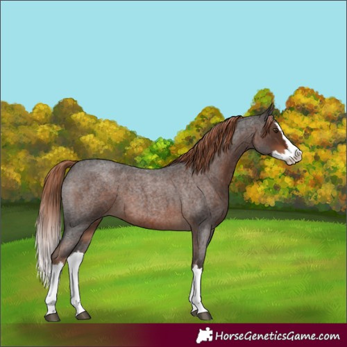 Horse Color:Unknown 