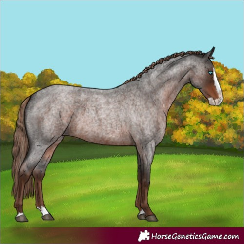Horse Color:Liver Red Roan Splash 