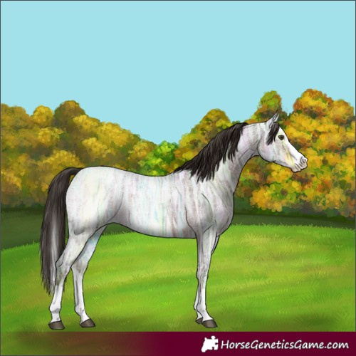 Horse Color:Liver Red Ice Roan Splash 
