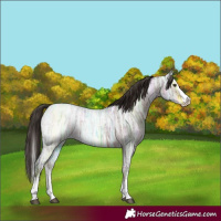 Horse Color:Liver Red Ice Roan Splash 
