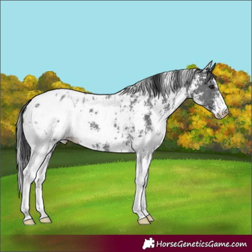 Horse Color:Black Sabino Appaloosa
