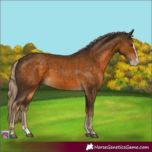 Horse Color:Chocolate Palomino Splash