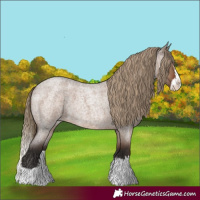 Horse Color:Liver Red Dun Roan Splash 