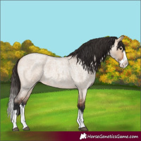 Horse Color:Bay Roan Dun Splash
