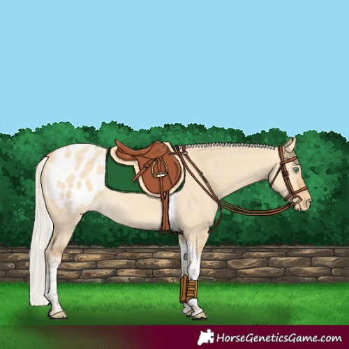 Horse Color:Silver Amber Cream Champagne Dun Tobiano Appaloosa Rabicano 