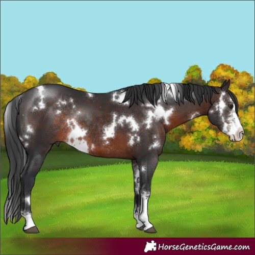 Horse Color:White Spotted Brown Sabino Rabicano