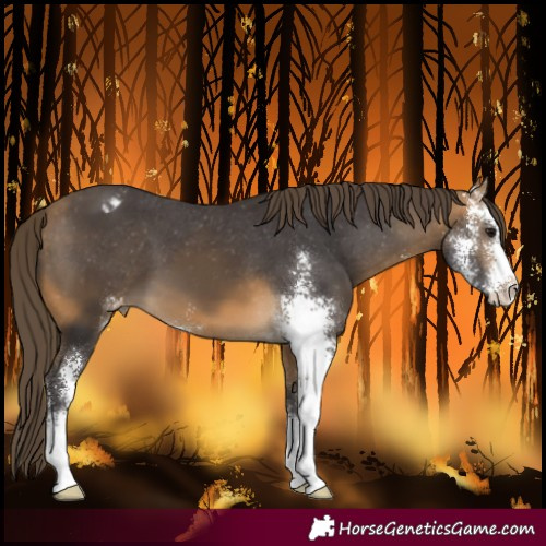 Horse Color:Buckskin Sabino Varnish 