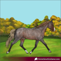 Horse Color:Liver Red Roan Splash 