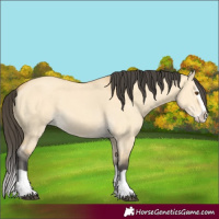 Horse Color:Buckskin Dun Splash 