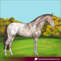 Horse Color:Amber Champagne Sabino Tobiano Blanket  and Amber Champagne Sabino Tobiano Snowcap 
