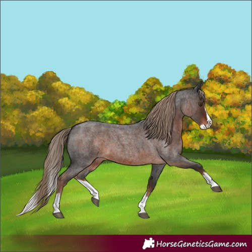 Horse Color:Liver Red Roan Splash