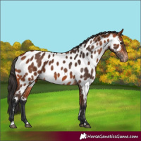 Horse Color:Bay Appaloosa 