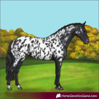 Horse Color:Black Near Leopard 