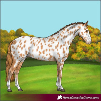 Horse Color:Chestnut Appaloosa 
