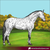 Horse Color:Blue Roan Near Leopard 