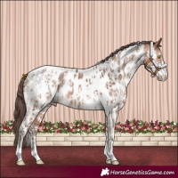Horse Color:Amber Champagne Sabino Tobiano Near Leopard  and Amber Champagne Sabino Tobiano Near Leopard 