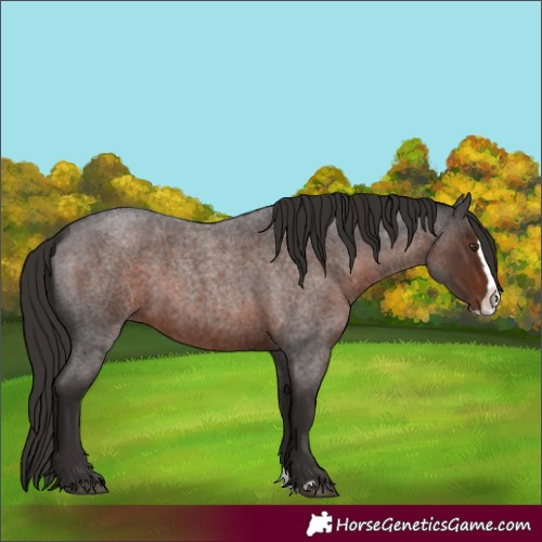 Horse Color:Liver Red Roan Splash 