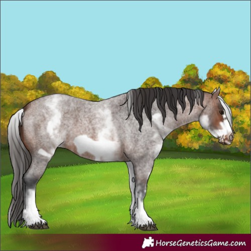 Horse Color:White Spotted Brown Roan Frame