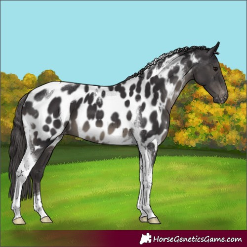 Horse Color:Smoky Black Tobiano Near Leopard 
