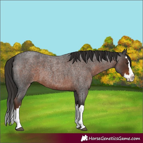 Horse Color:Liver Red Roan Splash 