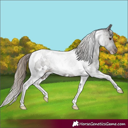 Horse Color:White Spotted Liver Chestnut Tobiano Rabicano