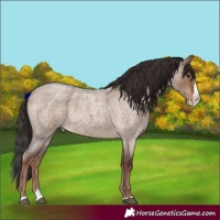 Horse Color:Liver Red Dun Roan Splash