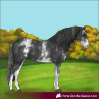 Horse Color:White Spotted Black 