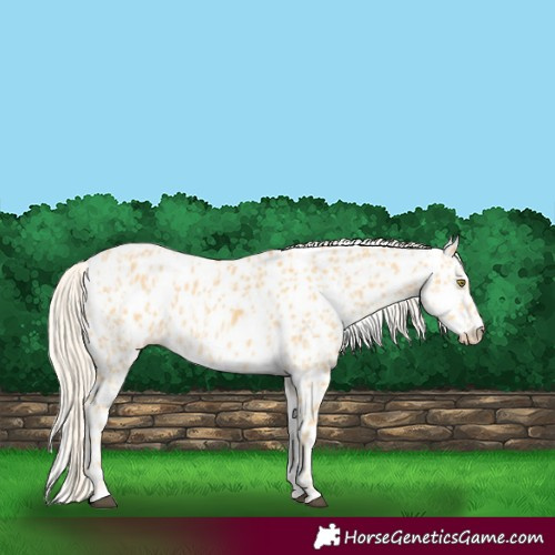 Horse Color:Palomino Appaloosa and Palomino Appaloosa