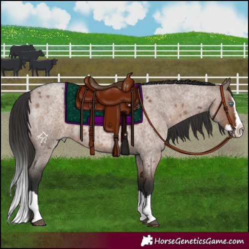 Horse Color:Liver Red Dun Roan Splash 