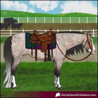 Horse Color:Liver Red Dun Roan Splash 