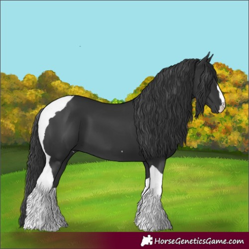 Horse Color:Black Tobiano