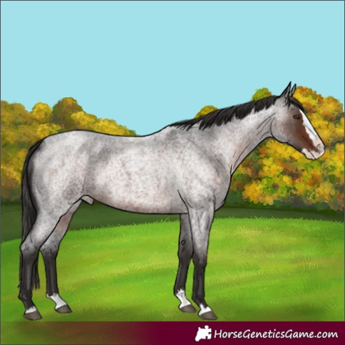 Horse Color:Liver Red Roan Splash 