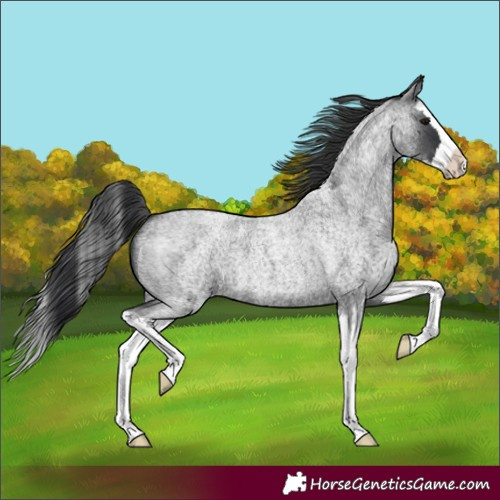 Horse Color:Blue Roan Splash 