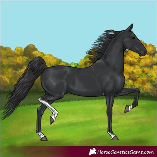 Horse Color:Black Tobiano 