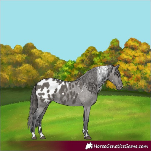 Horse Color:White Spotted Grullo Appaloosa 