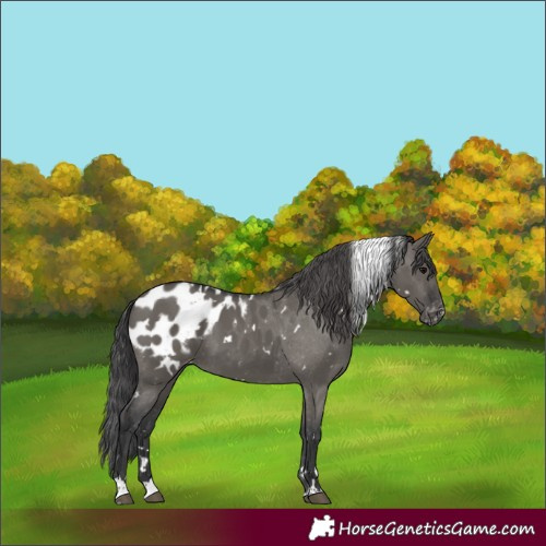 Horse Color:White Spotted Grullo Appaloosa 