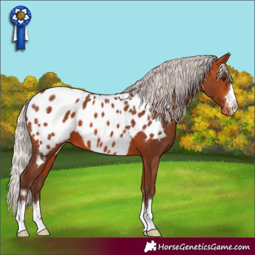 Horse Color:Silver Bay Appaloosa 