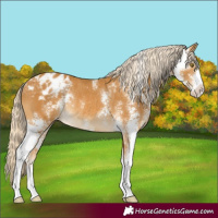 Horse Color:Palomino Sabino Appaloosa Rabicano 