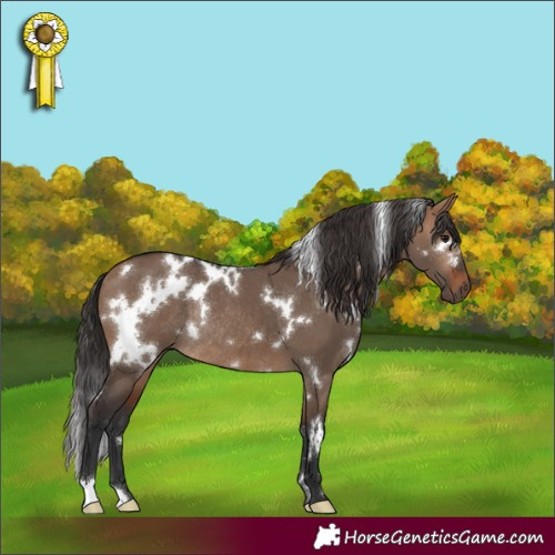 Horse Color:White Spotted Bay Dun Rabicano 