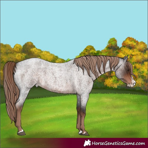Horse Color:Liver Red Roan Splash