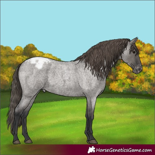 Horse Color:Grullo Roan Appaloosa 