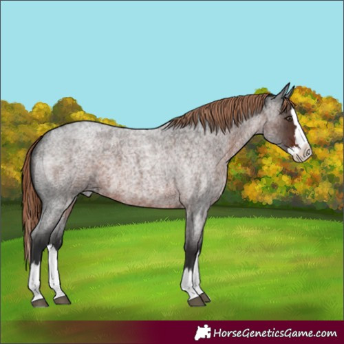 Horse Color:Liver Red Roan Splash
