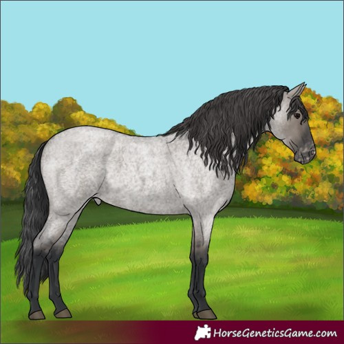 Horse Color:Grullo Roan Appaloosa 