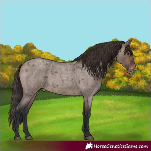 Horse Color:Brown Roan Dun Appaloosa 