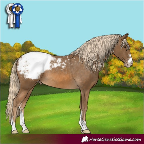 Horse Color:Chocolate Palomino Sabino Appaloosa Rabicano 
