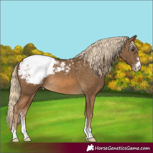 Horse Color:Chocolate Palomino Sabino Appaloosa Rabicano 