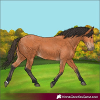 Horse Color:Unknown 
