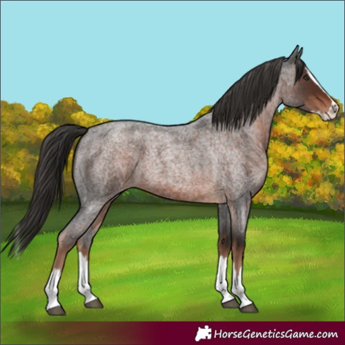 Horse Color:Liver Red Roan Splash 