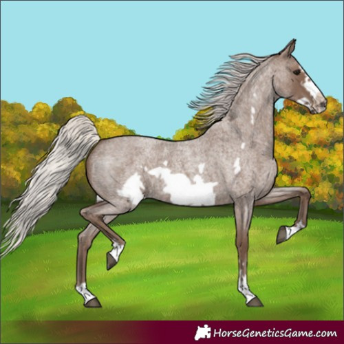 Horse Color:Silver Blue Roan Frame 