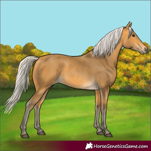 Horse Color:Silver Buckskin 
